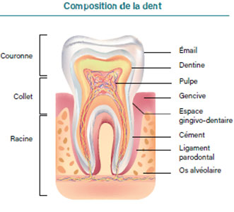 composition d'une dent